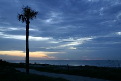 Palm tree at sunrise.