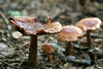 More mushrooms.