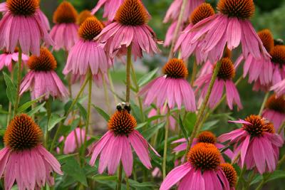 Busy little bee