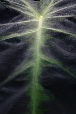 Leaf