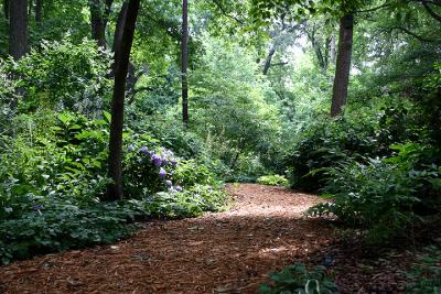Mulch path thru outside gardens