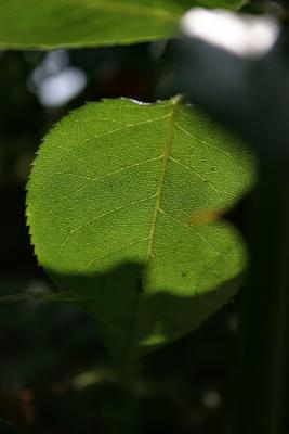 Leaf in the Sun