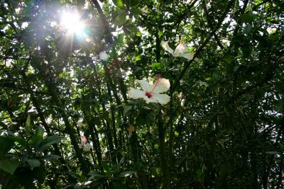 Hibiscus