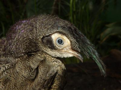 Malayan Peacock Pheas92A45.jpg