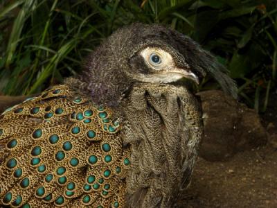 Malayan Peacock Pheas92A4B.jpg