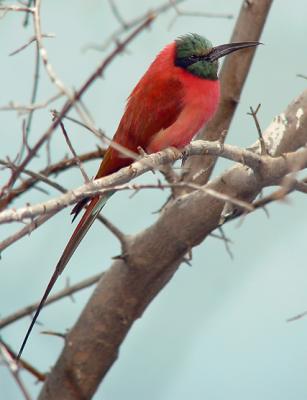 Carmine Bee-eater 01 lo.jpg