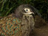 Malayan Peacock Pheas92A4B.jpg