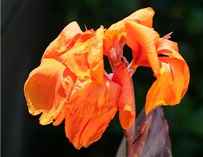 Orange Lili.jpg