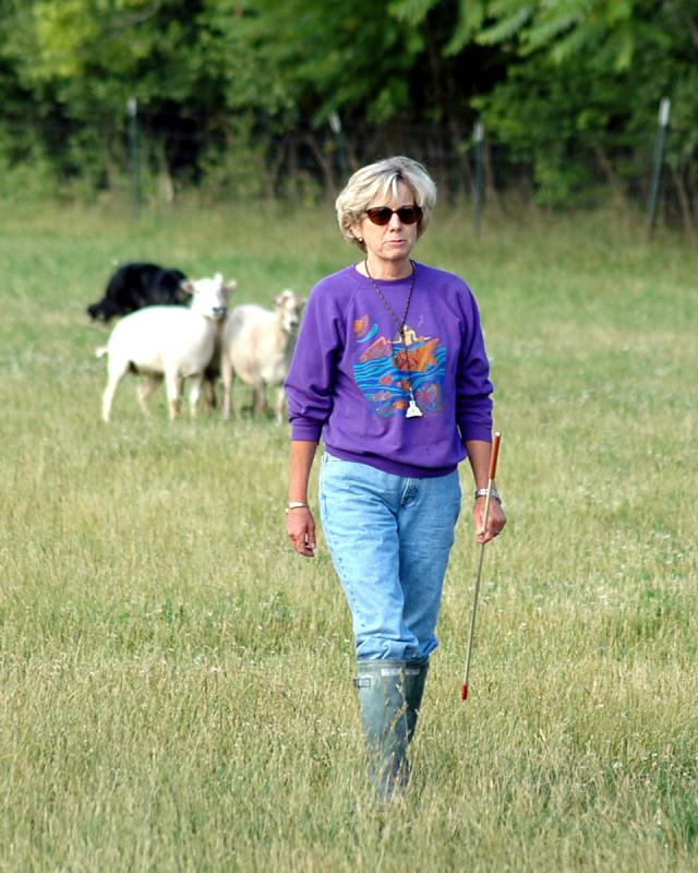 I really do hate those sheep.