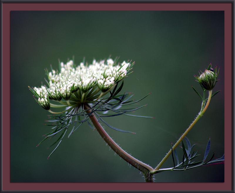 6/26/04a - Weed?