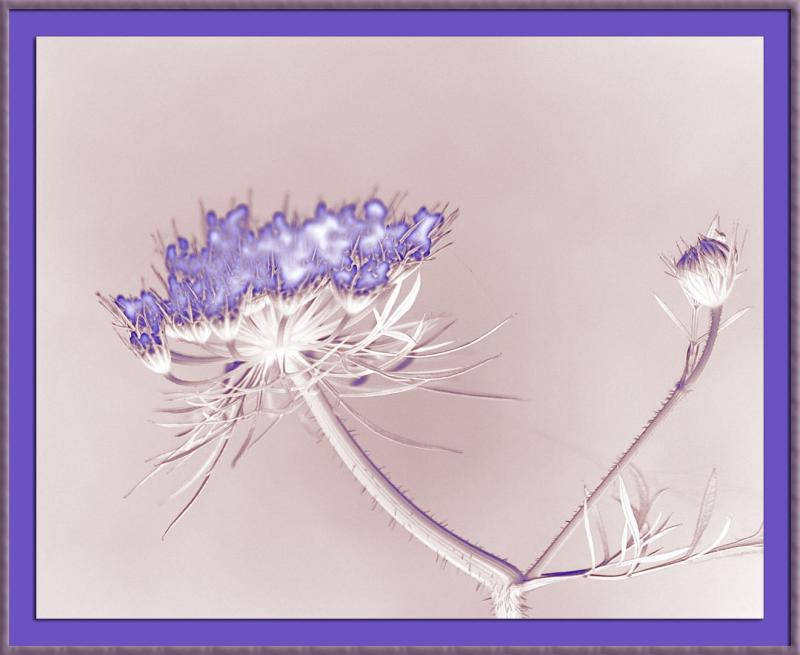 Neon Weed