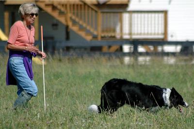No, there aren't any sheep in the tall grass.