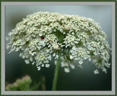 6-27-04 - Queen Anne's Lace (was: Another Pretty Weed)