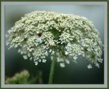 6-27-04 - Queen Annes Lace (was: Another Pretty Weed)