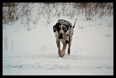 Dudley in de sneeuw