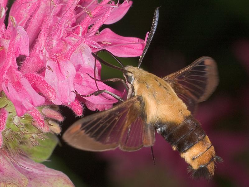 Snowberry Clearwing (Hemaris diffinis) moth 1803 (V39)