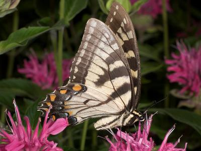 Butterfly 1857 (V39)