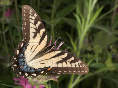 Butterfly 1846 (V39)