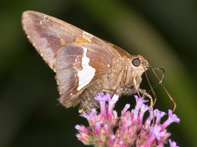 Butterfly 2094 (V39)