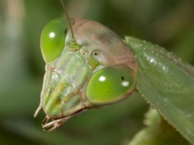 Praying mantis closeup 0295 (V42)
