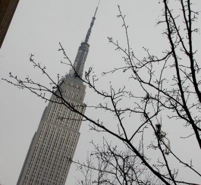 empire tree
