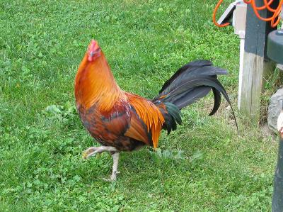 Dominique Rooster
