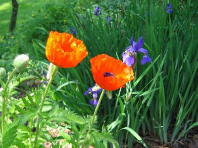 Poppies And Iris