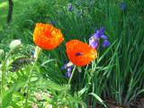 Poppies And Iris