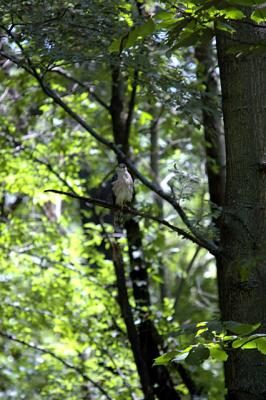 chawk habitat.jpg