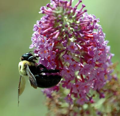 bumblebee01.jpg