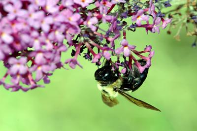 bumblebee02.jpg