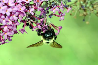 bumblebee03.jpg