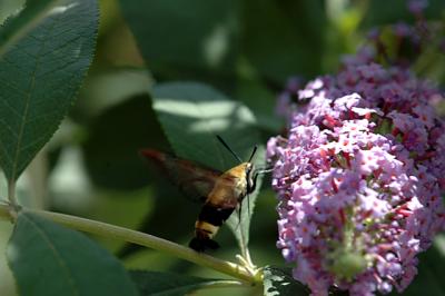 hummingbird moth02.jpg