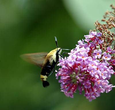 hummingbird moth03.jpg