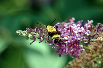 hummingbird moth04.jpg