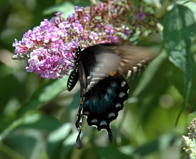 e black swallowtail.jpg