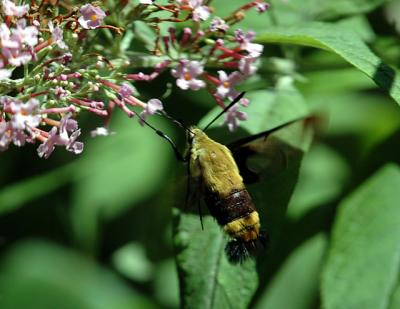 Hummingbird Moths (Common Clearwing)