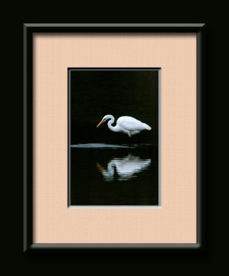 White Heron