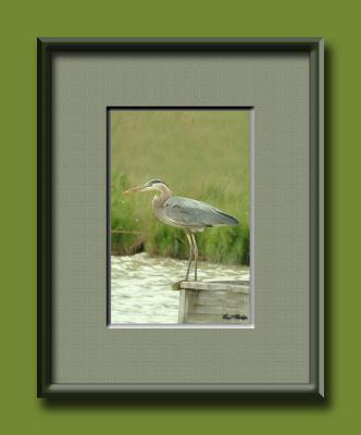 Blue Heron