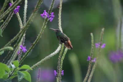 Roufus-tailed Hummingbird