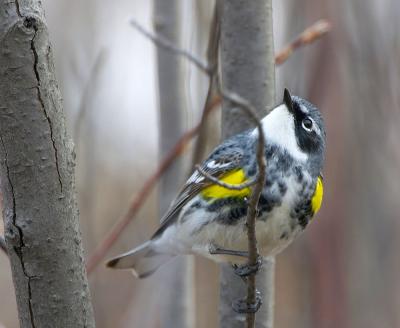 Yellow-rumped Warbler (m)