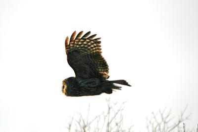 In flight