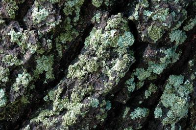 Bark & Lichen