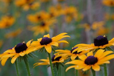 Black Eyed Susans