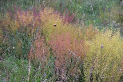 Meadow Grass