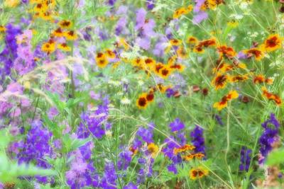 6/19/04 - Wildflower Meadow Art