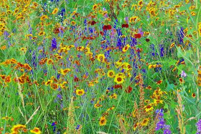 6/21/04 - Wildflower Meadow Art - II