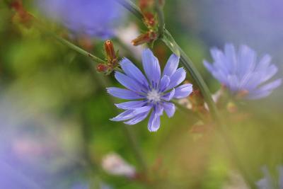 6/25/04 - Chickory Haze