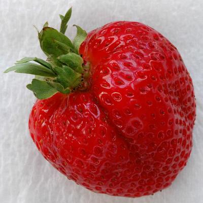 7/6/04 - Macro Strawberry