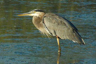 Great Blue Heron